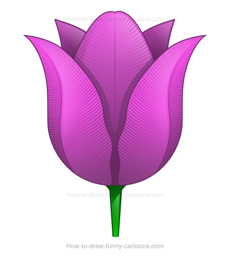 465x520 Creating A Tulip Drawing - Tulip Flower Drawing