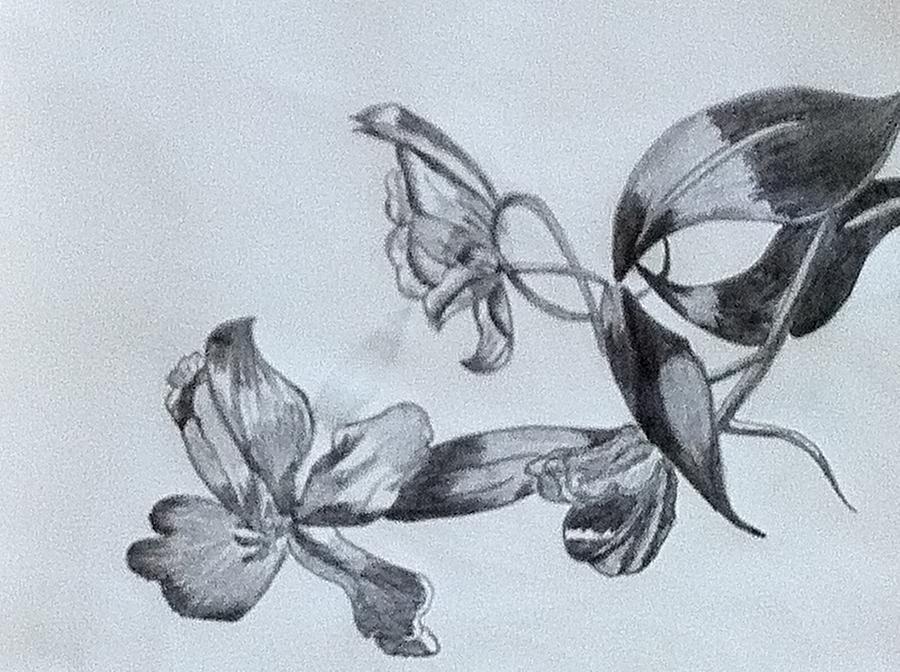 900x672 Tulip Flower Drawing - Tulip Flower Drawing