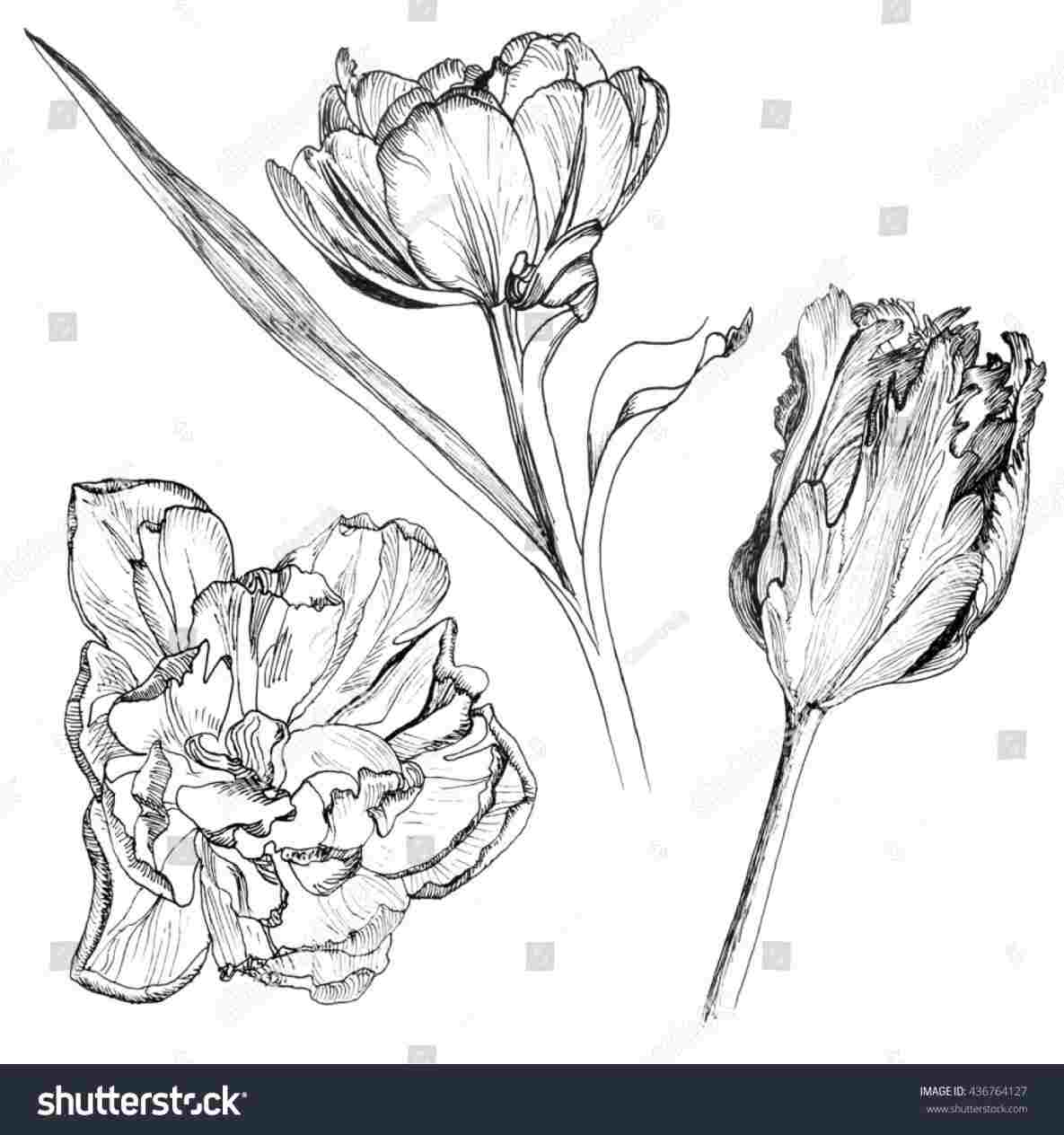 1185x1264 Tulip Flowers Drawings - Tulip Flower Drawing