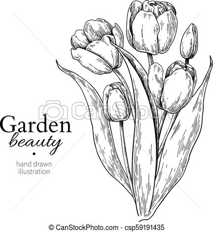 432x470 tulip flower and leaves bouquet drawing vector hand drawn engraved - Tulip Flower Drawing