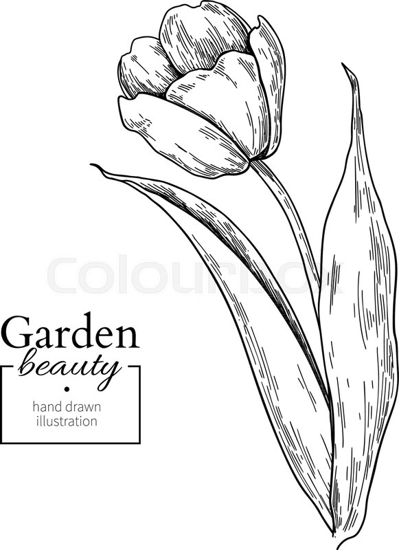 581x800 Tulip Flower And Leaves Drawing Stock Vector Colourbox - Tulip Flower Drawing