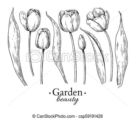 450x394 tulip flower and leaves drawing vector hand drawn engraved floral - Tulip Flower Drawing