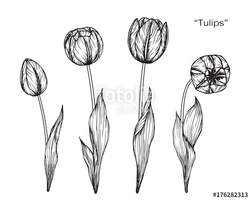 500x400 Tulip Flower Drawing Stock Photo And Royalty Free Images - Tulip Flower Drawing
