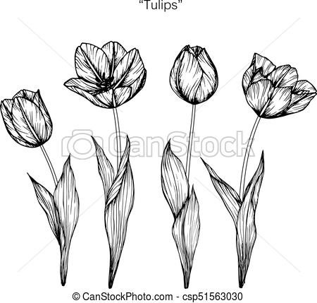 450x429 Tulips Flower Drawing And Sketch With Black And White Line Art - Tulip Flower Drawing