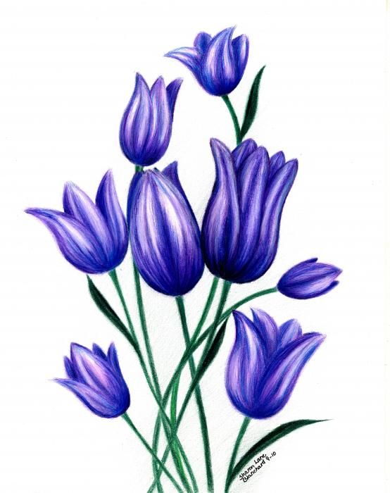 554x700 Tulip Flower Drawing - Tulip Flower Drawing