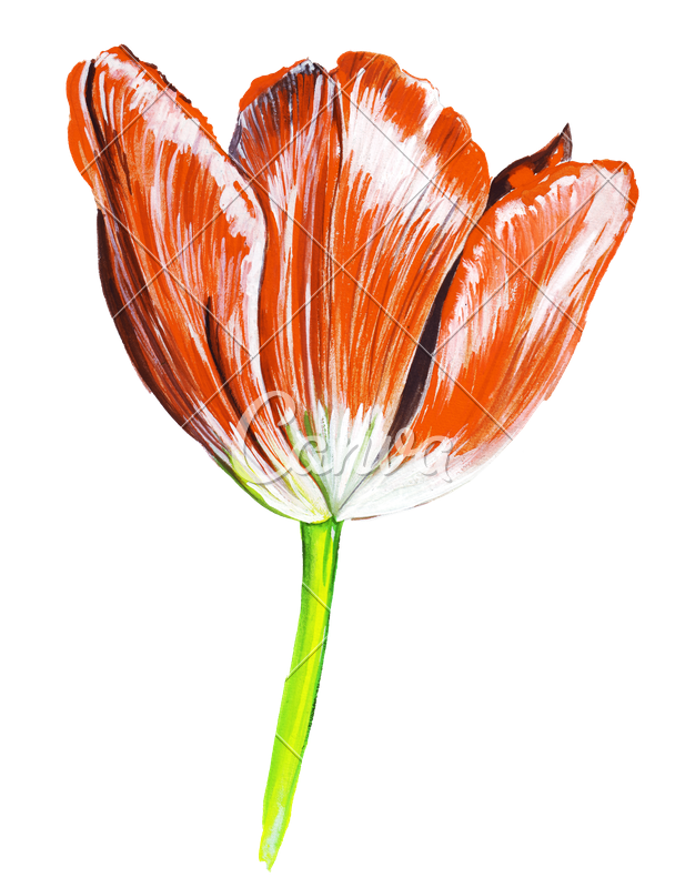617x800 Hand Draw Watercolor Realistic Single Tulip Flower - Tulip Flower Drawing