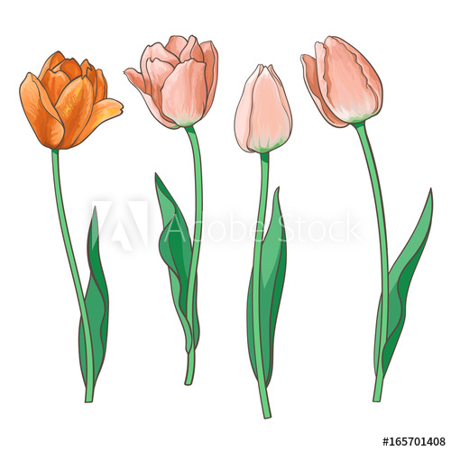500x500 Hand Drawn Set Of Side View Red, Orange Open And Closed Tulip - Tulip Flower Drawing