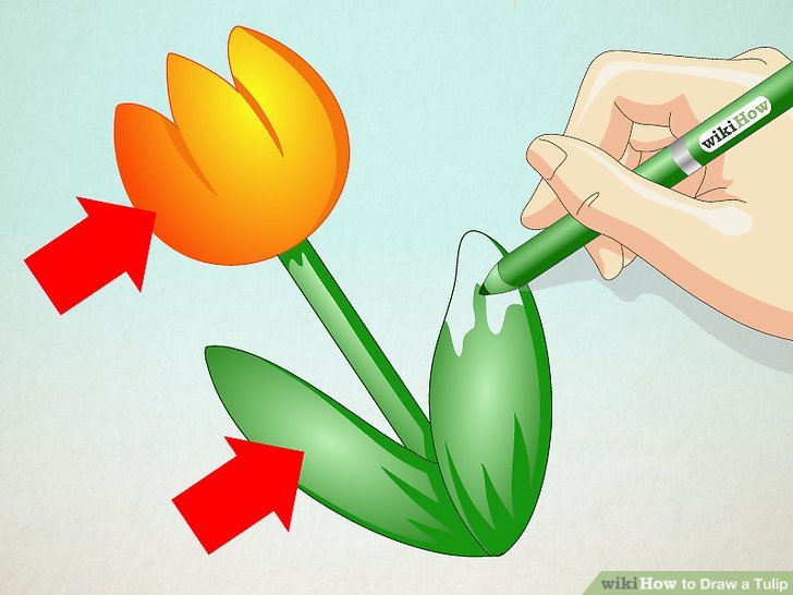 728x546 How To Draw A Tulip Steps - Tulip Flower Drawing