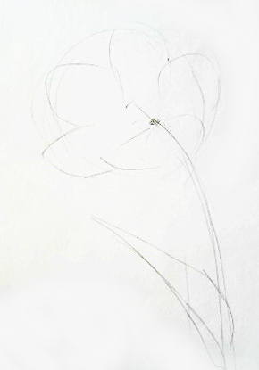 290x415 How To Draw A Tulip - Tulip Outline Drawing