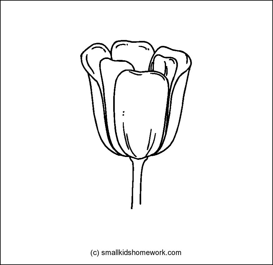 873x849 Tulip - Tulip Outline Drawing
