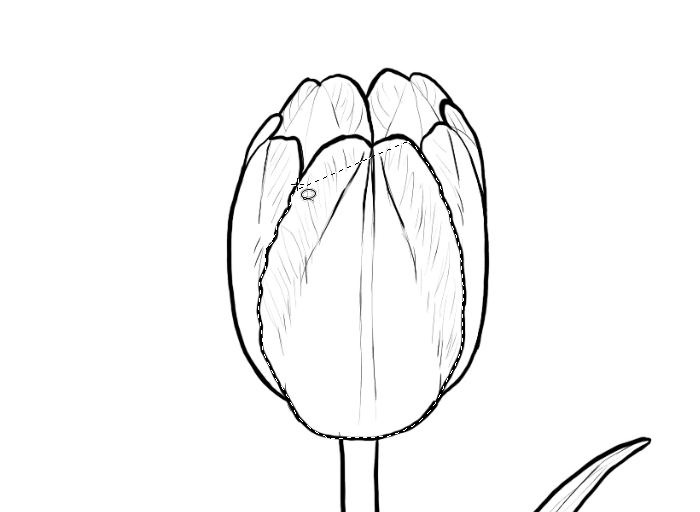 700x512 Tulip Drawing Outline For Free Download - Tulip Outline Drawing