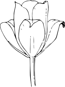 222x297 Tulip Flower Clip Art - Tulip Outline Drawing