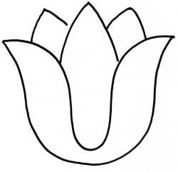 250x241 Tulip Outline Drawing - Tulip Outline Drawing