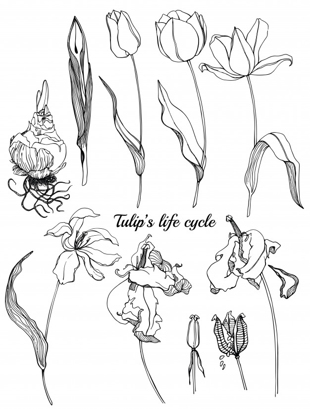 626x826 Tulip Outline Vectors, Photos And Free Download - Tulip Outline Drawing
