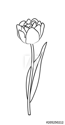 262x500 Vector Illustration, Isolated Tulip Flower In Black And White - Tulip Outline Drawing