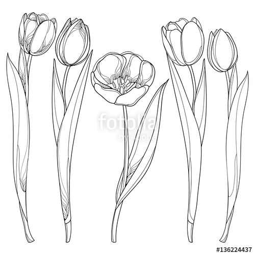 500x500 Vector Set With Outline Tulips Flowers Isolated On White Template - Tulip Outline Drawing