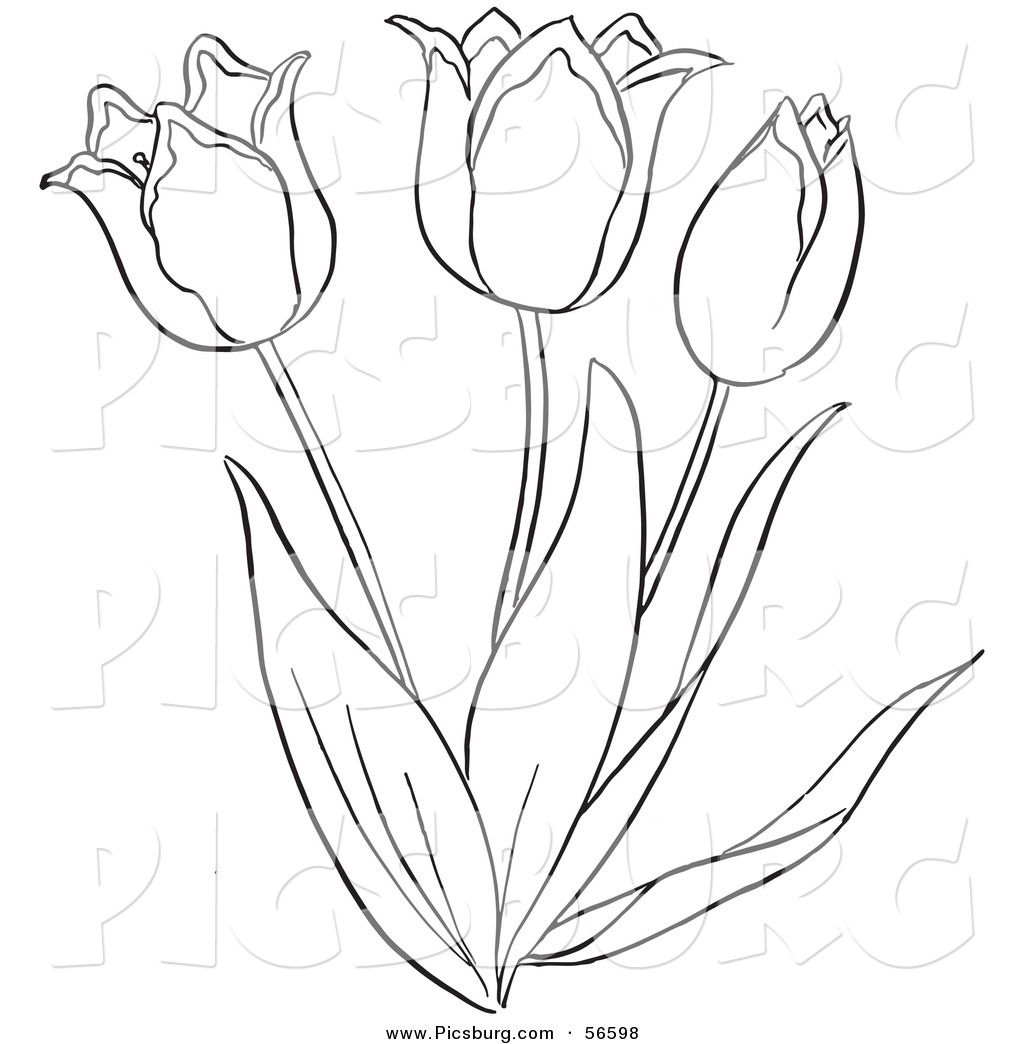 1024x1044 Tulips Drawing Outlines - Tulip Outline Drawing