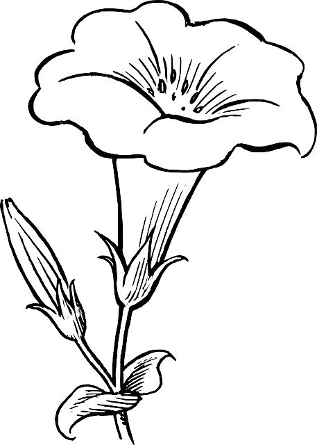 457x640 Clipart Flowers Outline Tulip - Tulip Outline Drawing