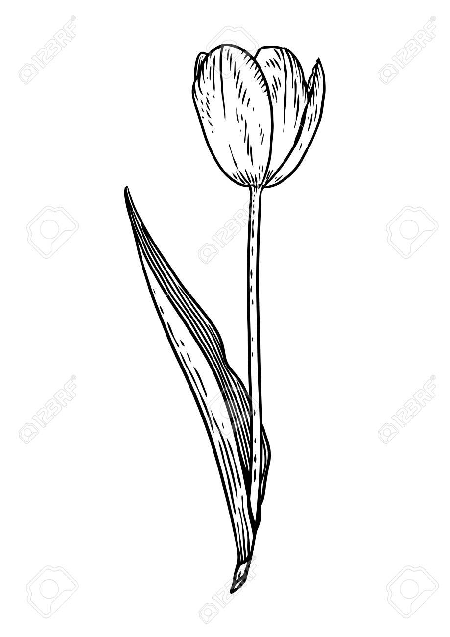 919x1300 Drawn Tulip Outline - Tulip Outline Drawing