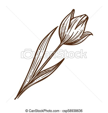 450x470 Flower Tulip Leaf Monochrome Sketch Outline Vector Illustration - Tulip Outline Drawing