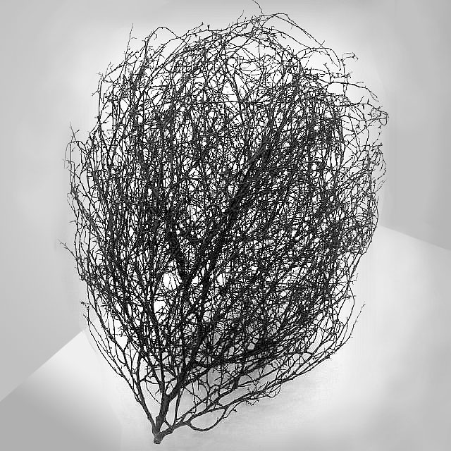 Tumbleweed Drawing at Explore collection of