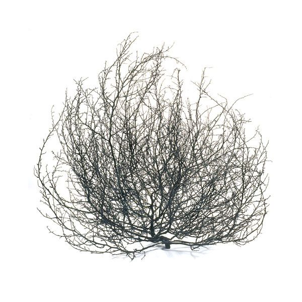 600x600 cast bronze tumbleweed - Tumbleweed Drawing