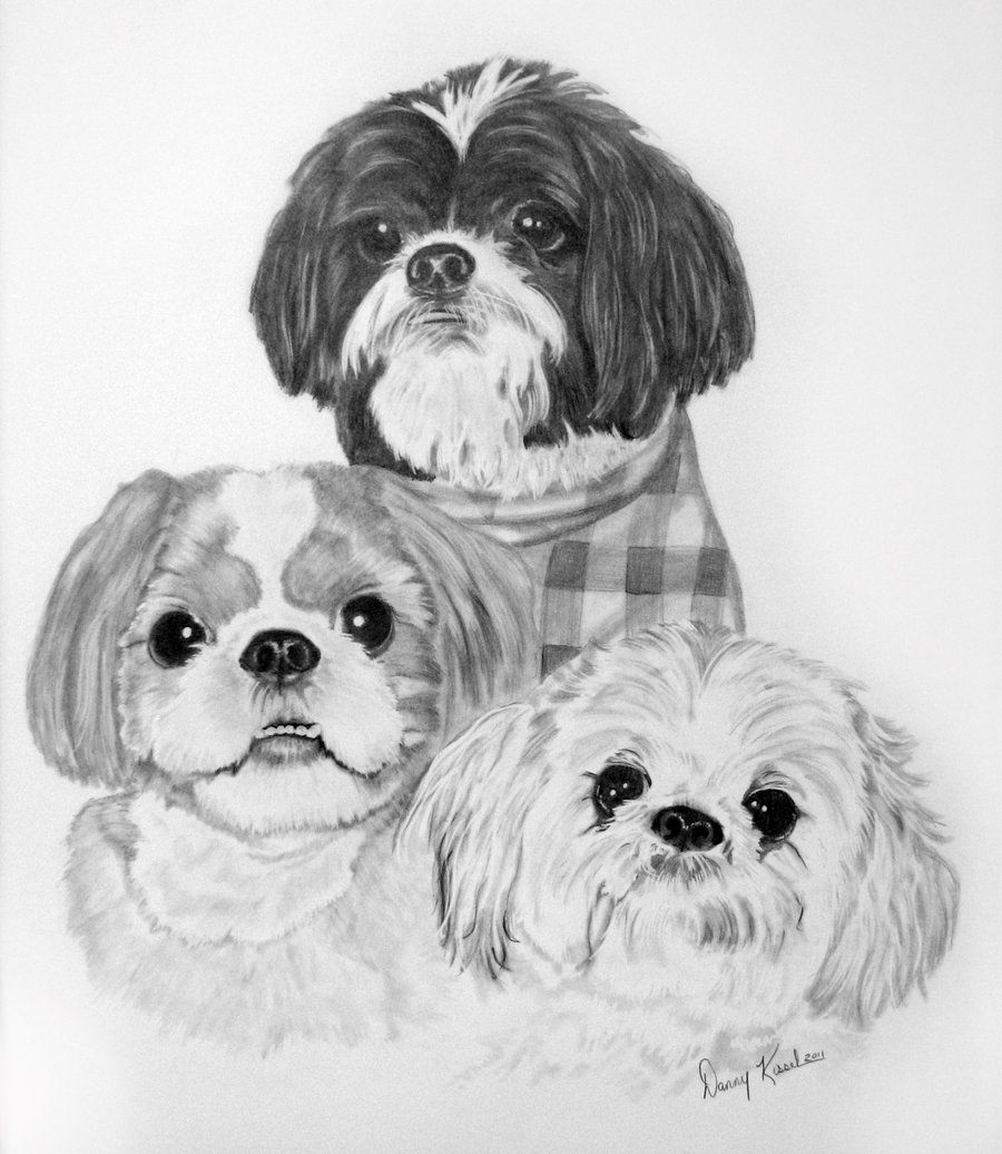 900x1036 Tumblr Draw Dogs Gtgt - Tumblr Dog Drawing