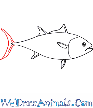 300x350 how to draw an atlantic bluefin tuna - Tuna Drawing