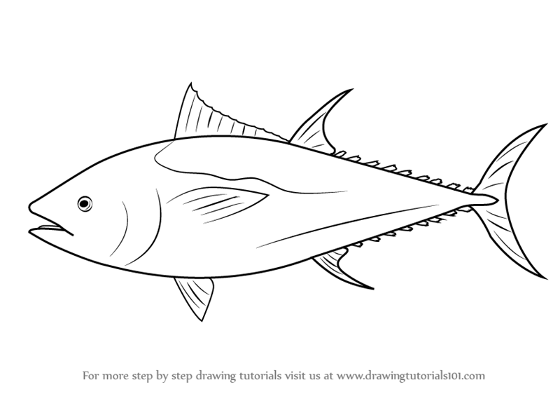 800x562 learn how to draw an atlantic bluefin tuna - Tuna Drawing