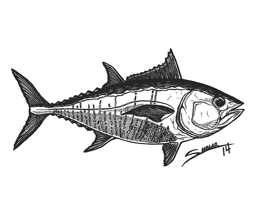 900x705 tuna drawing - Tuna Drawing