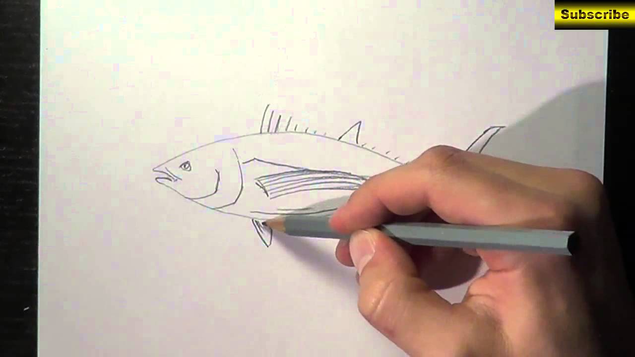 1280x720 tutorial how to draw a tuna step - Tuna Drawing