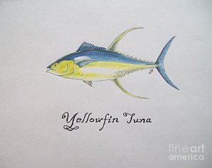 300x239 yellowfin tuna drawing - Tuna Drawing