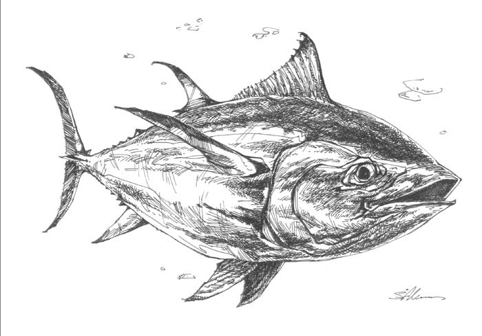 700x489 bluefin tuna drawing - Tuna Drawing