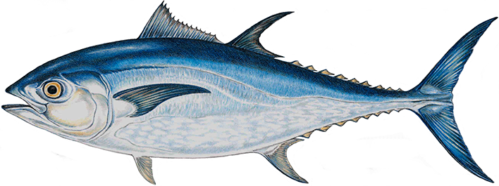 708x265 bluefin tuna drawing biologie zoologie in atlantic - Tuna Drawing