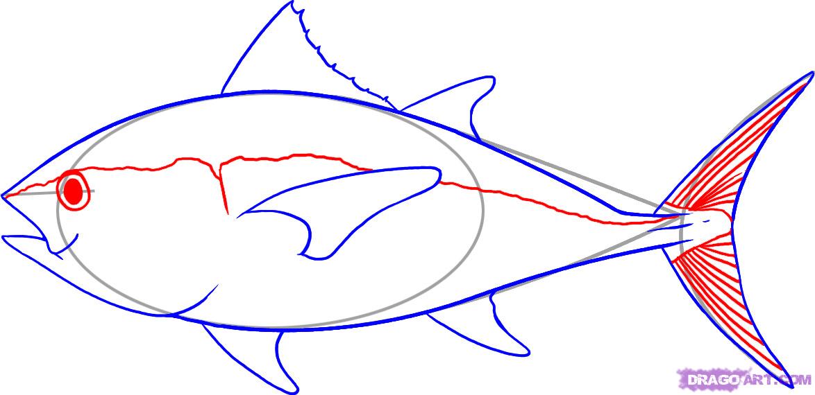 1174x570 draw a tuna, step - Tuna Drawing