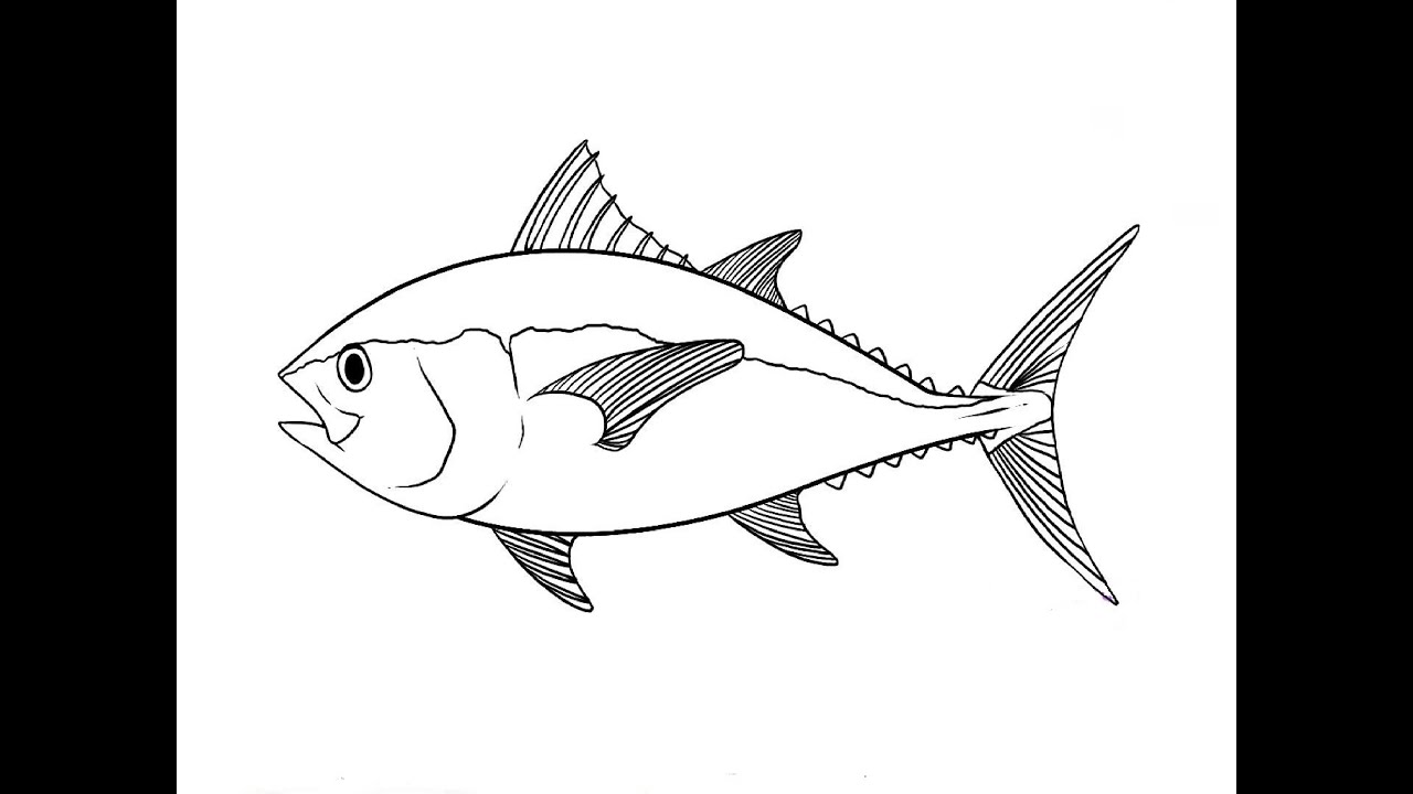 1280x720 how to draw a tuna fish kak narisovat tuntca - Tuna Drawing
