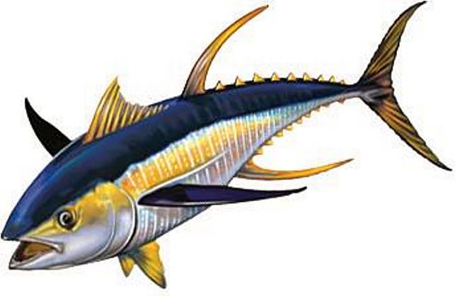650x418 huge collection of 'bluefin tuna drawing' download more than - Tuna Fish Drawing