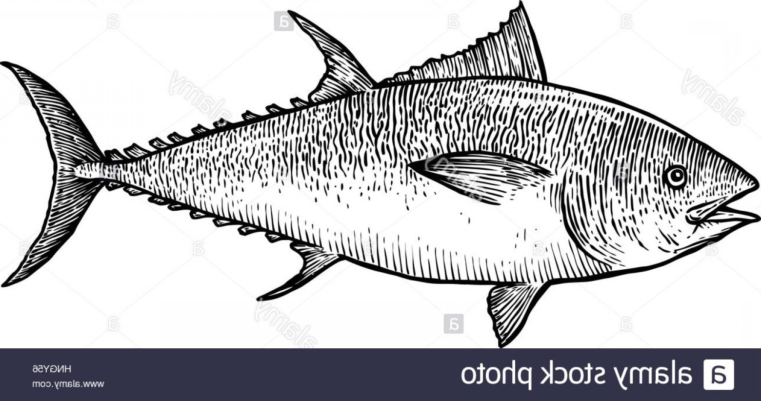 1560x822 stock photo tuna fish illustration drawing engraving line art - Tuna Fish Drawing