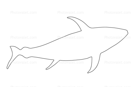 418x279 tuna fish outline, line drawing, shape images, photography, stock - Tuna Fish Drawing
