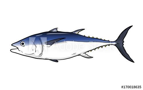 500x314 tuna fish vector illustration, a hand drawn vector cartoon - Tuna Fish Drawing
