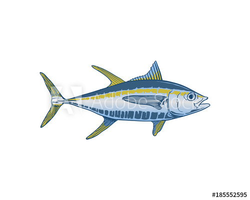 500x400 tuna fish on the sea illustration hand drawing logo symbol vector - Tuna Fish Drawing