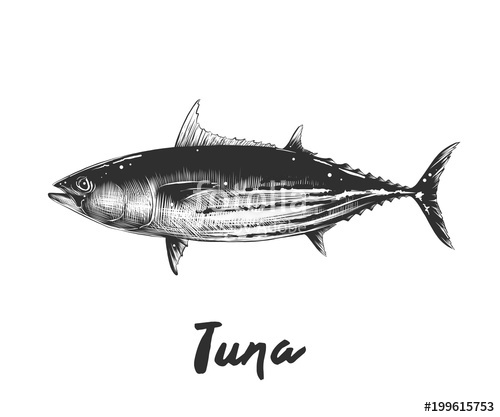 500x417 vector engraved style illustration for posters, decoration - Tuna Fish Drawing