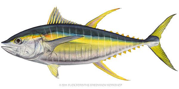 600x300 yellowfin tuna - Tuna Fish Drawing
