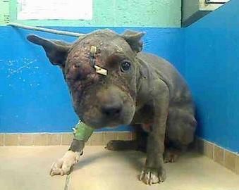 339x270 drawn pitbull tundra animal - Tundra Animals Drawings