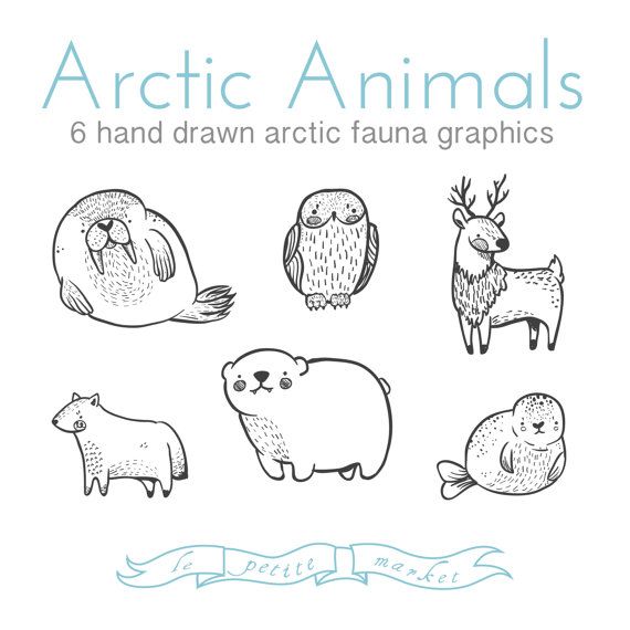 Tundra Animals Drawings at Explore collection of