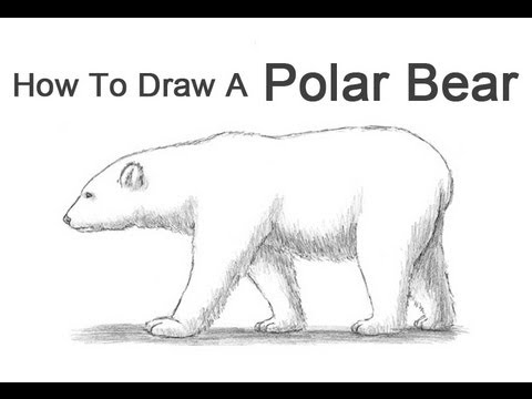 480x360 how to draw a polar bear - Tundra Animals Drawings