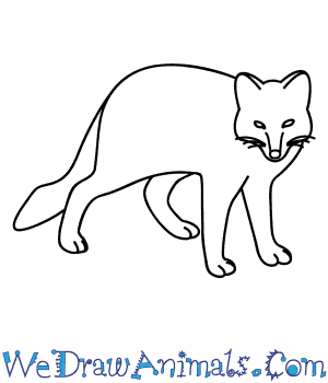 300x350 how to draw an arctic fox - Tundra Animals Drawings