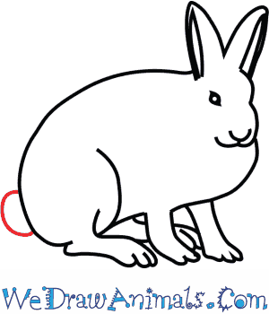 300x350 how to draw an arctic hare - Tundra Animals Drawings