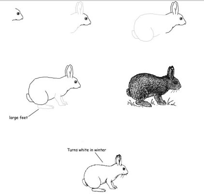 422x400 how to draw animals - Tundra Animals Drawings