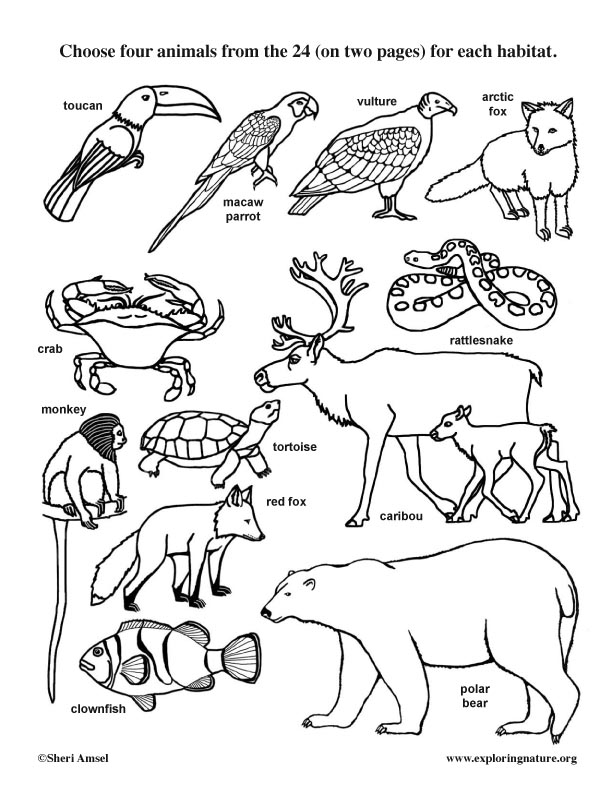 612x792 biome drawing arctic tundra animal for free download - Tundra Animals Drawings